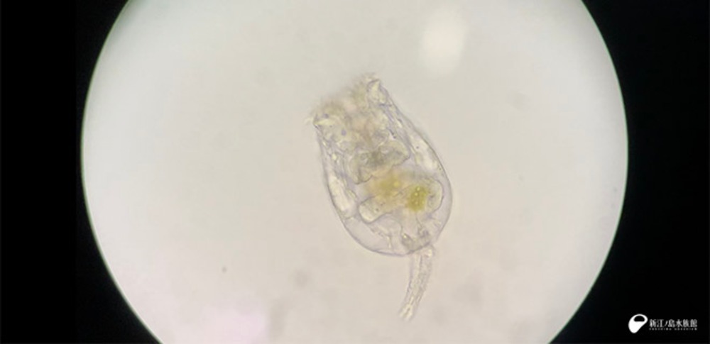 シオミズツボワムシ（拡大）