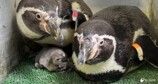 2025年5月に誕生したフンボルトペンギンのヒナ