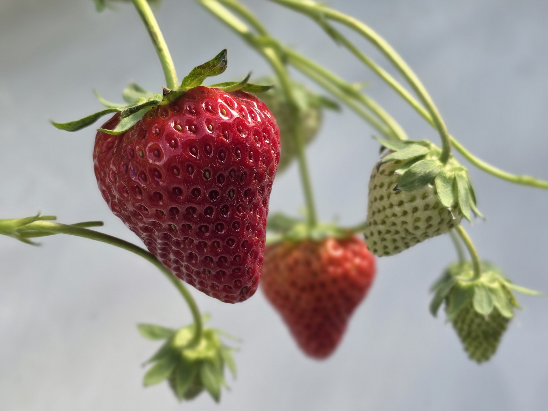 『Samsung Galaxy S25 Ultra』で楽しむ1日の画像