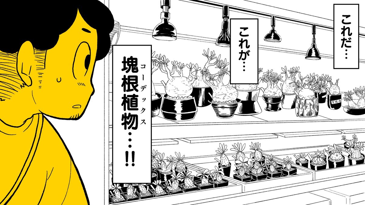 【漫画】多肉植物の次に流行るのは？の画像