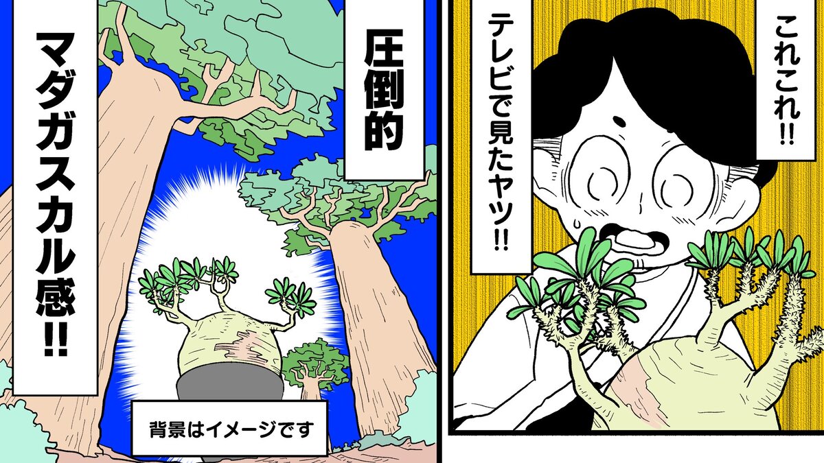【漫画】多肉植物の次に流行るのは？の画像
