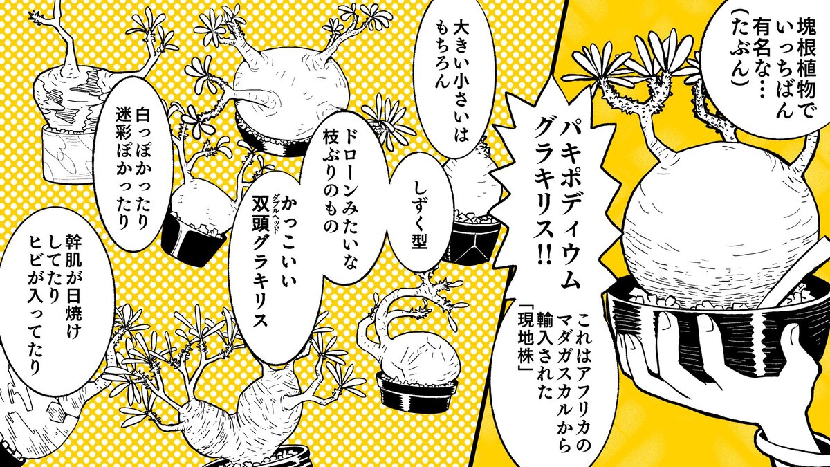 【漫画】多肉植物の次に流行るのは？の画像