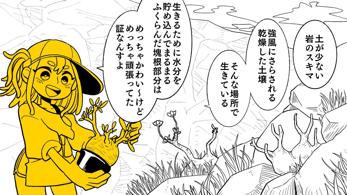 【漫画】多肉植物の次に流行るのは？の画像