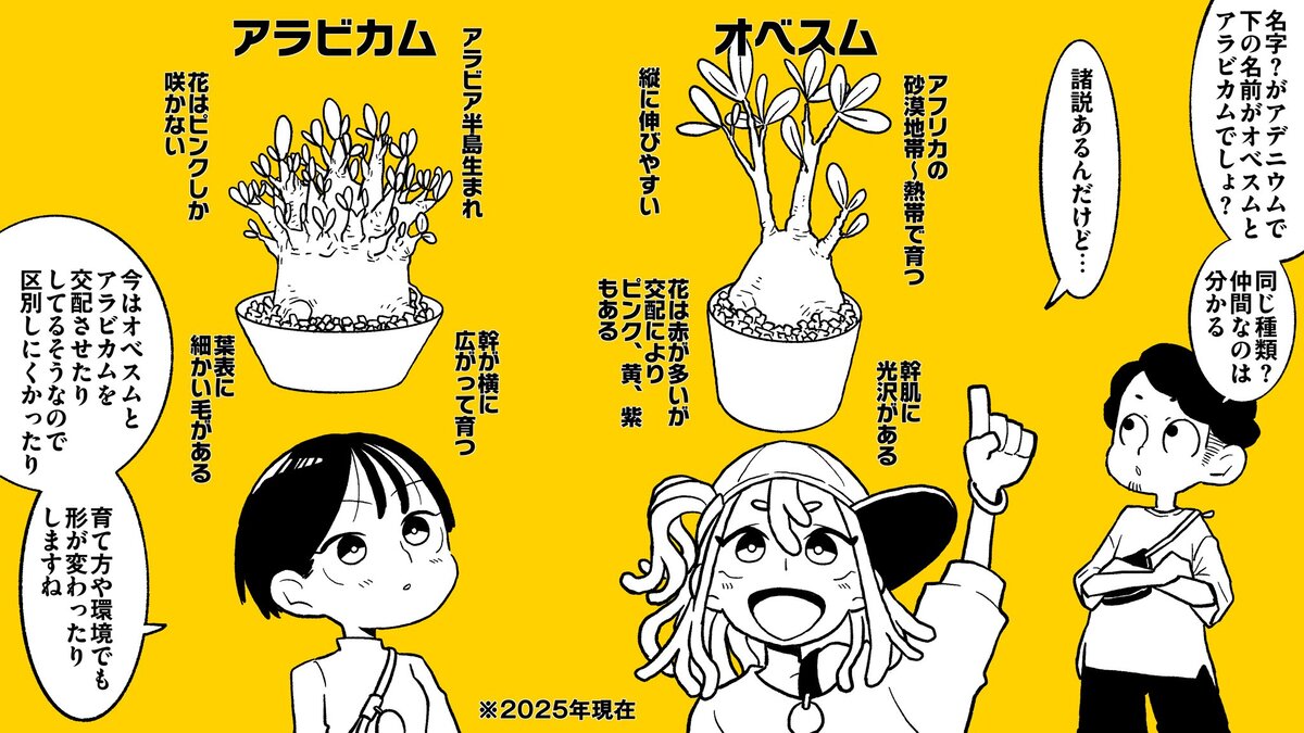 【漫画】多肉植物の次に流行るのは？の画像