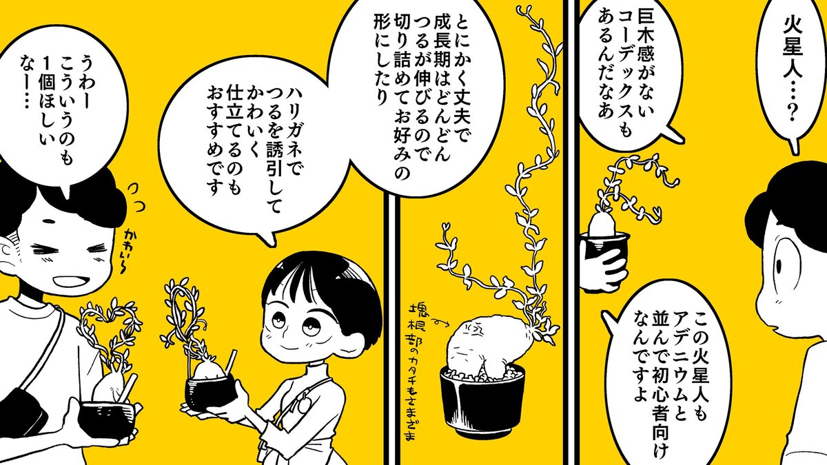【漫画】多肉植物の次に流行るのは？の画像