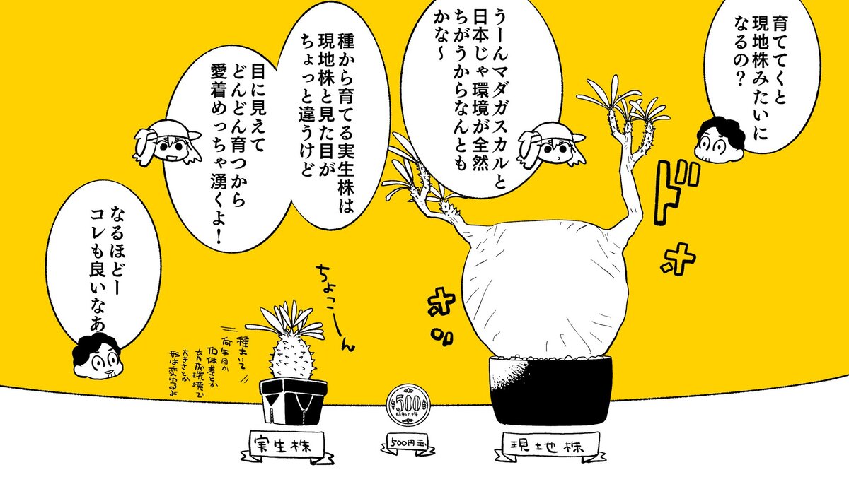 【漫画】多肉植物の次に流行るのは？の画像