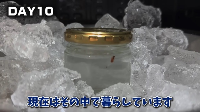 エマスちゃんねるが育てているクリオネ