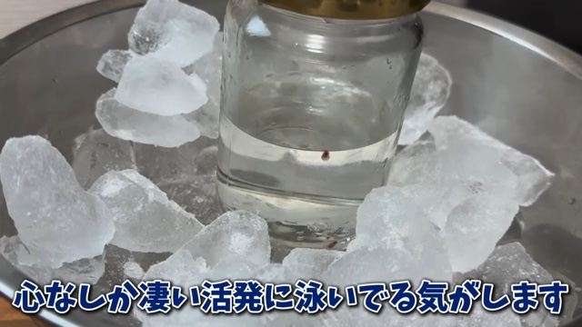 エマスちゃんねるが育てているクリオネ