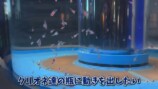 エマスちゃんねるが育てているクリオネ