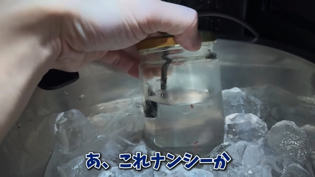 エマスちゃんねるが育てているクリオネ