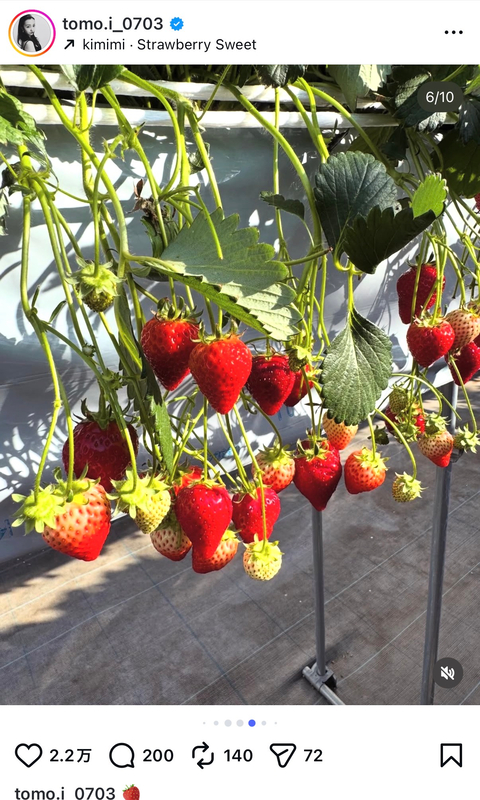 板野友美、いちご狩り姿が大好評の画像