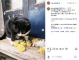 内田理央公式Instagramより