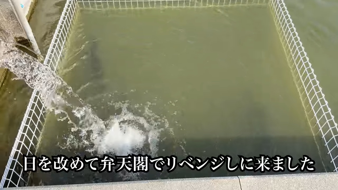 庭の池に70cm超え“怪物ニジマス”を放流の画像