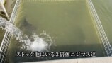 庭の池に70cm超え“怪物ニジマス”を放流の画像