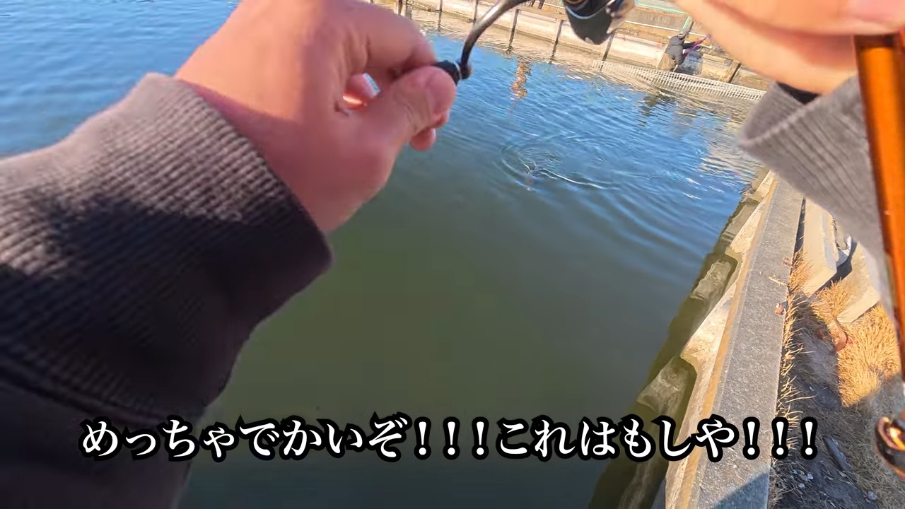 庭の池に70cm超え“怪物ニジマス”を放流の画像