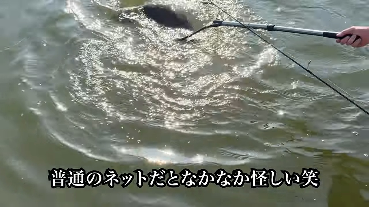 庭の池に70cm超え“怪物ニジマス”を放流の画像