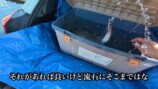 庭の池に70cm超え“怪物ニジマス”を放流の画像