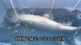 庭の池に70cm超え“怪物ニジマス”を放流の画像