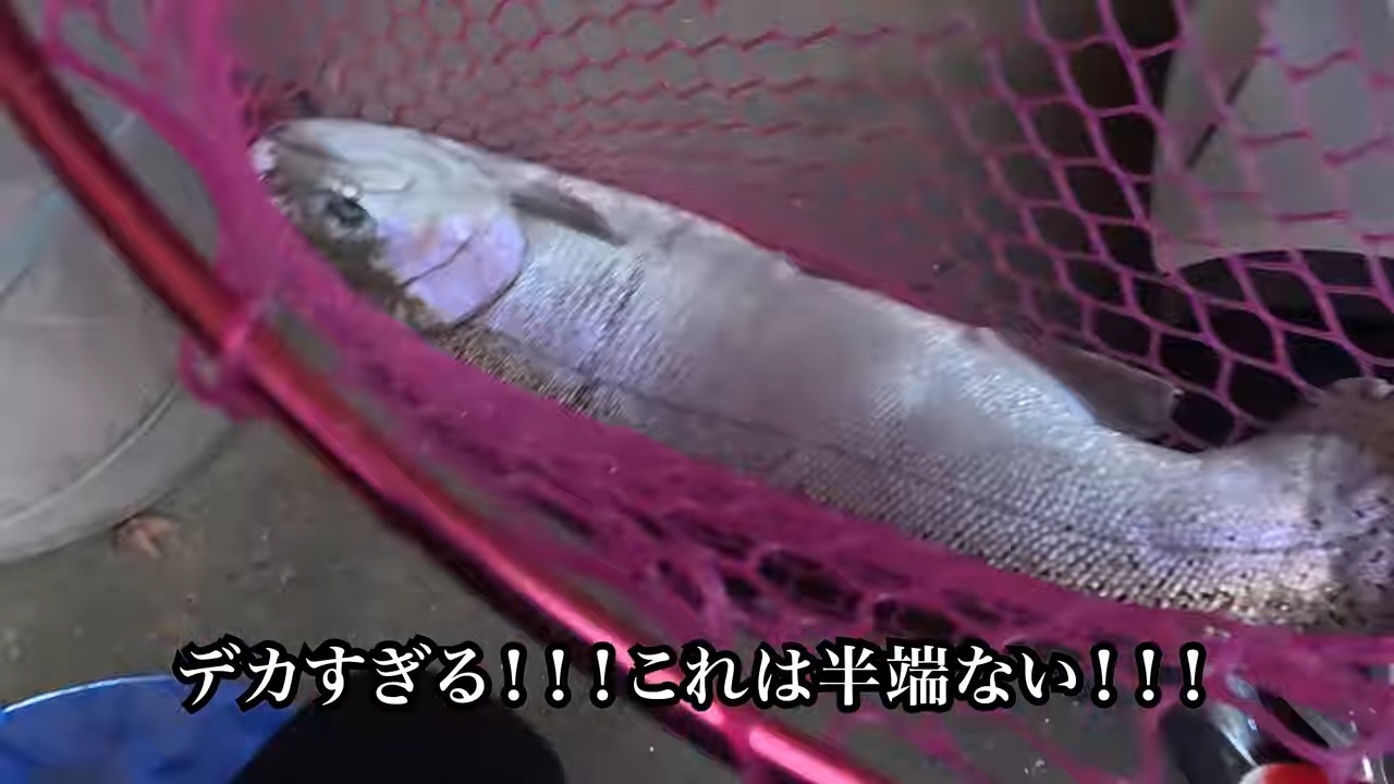 庭の池に70cm超え“怪物ニジマス”を放流の画像