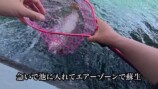 庭の池に70cm超え“怪物ニジマス”を放流の画像