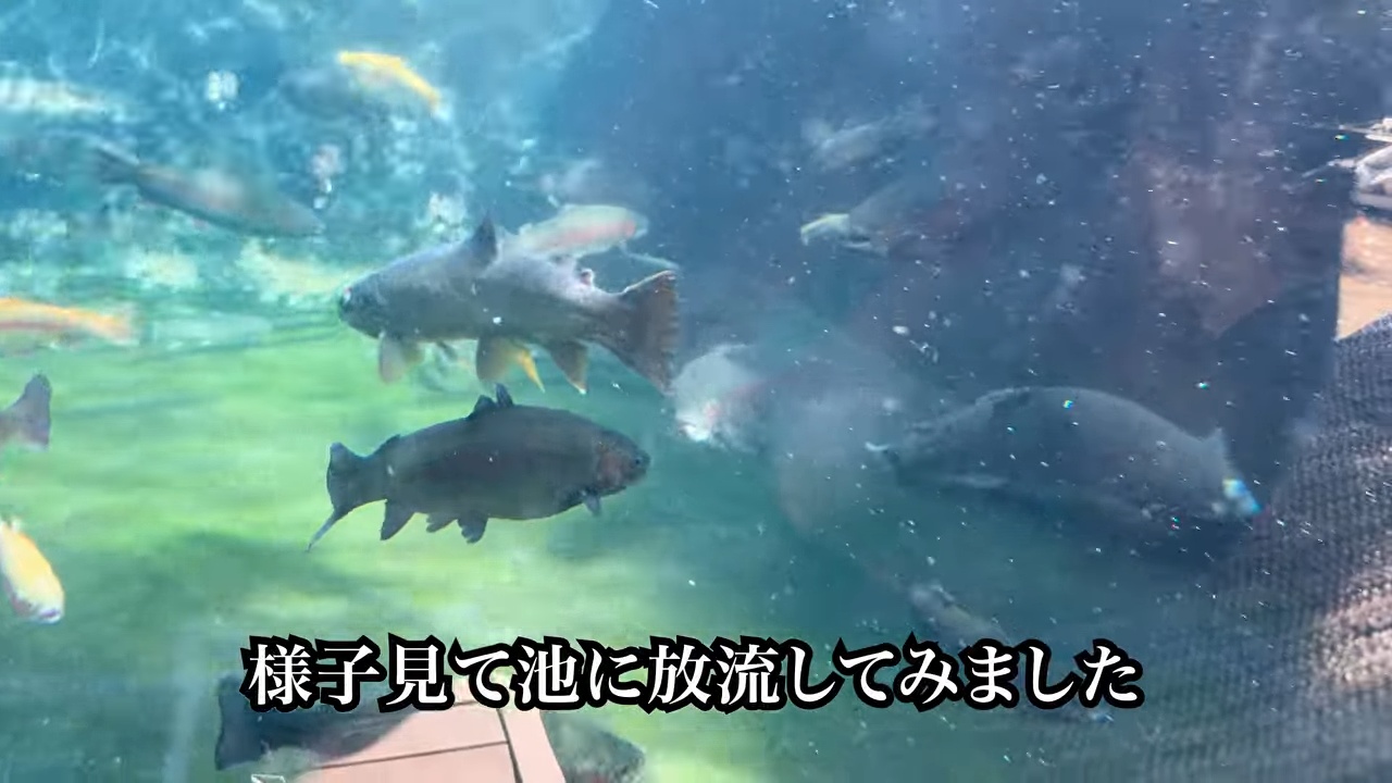 庭の池に70cm超え“怪物ニジマス”を放流の画像