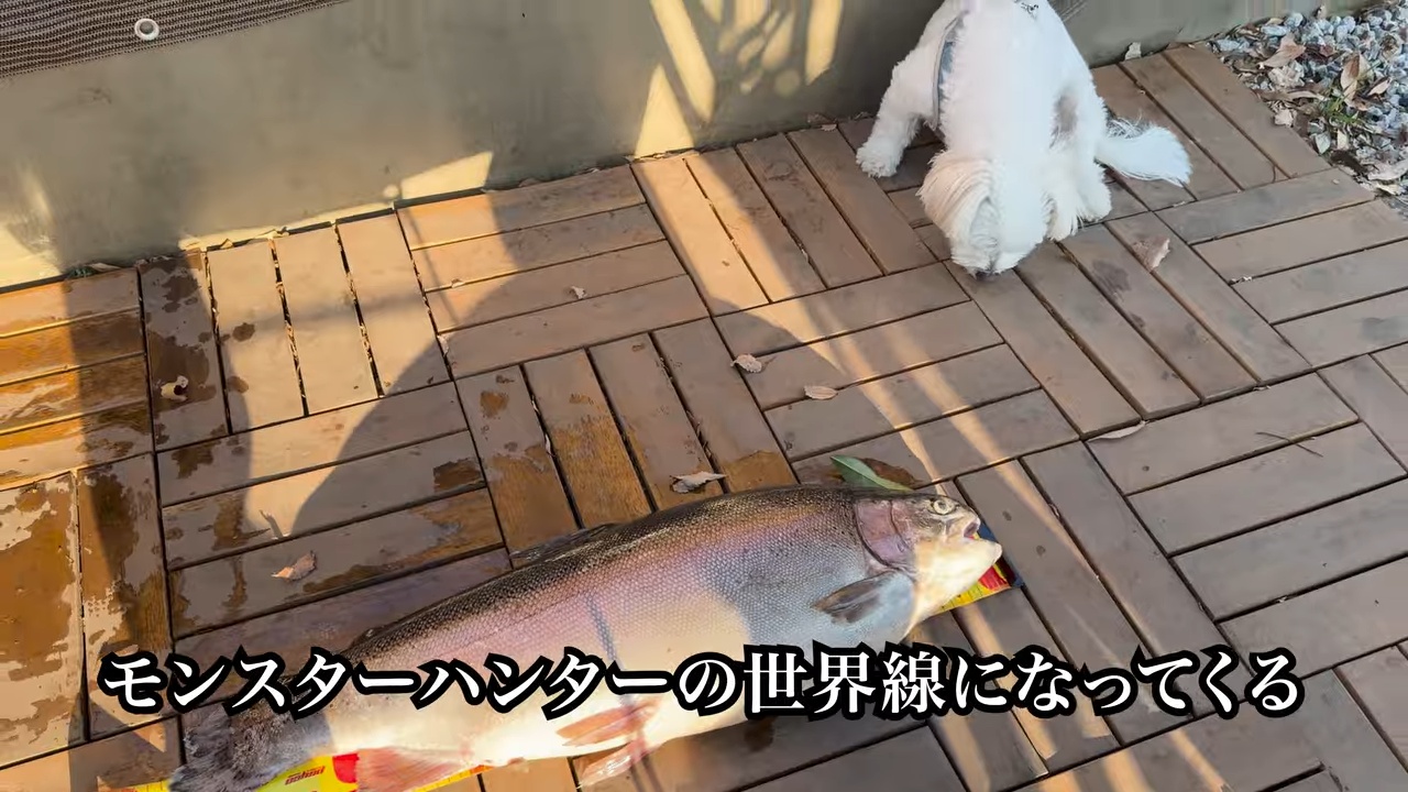 庭の池に70cm超え“怪物ニジマス”を放流の画像