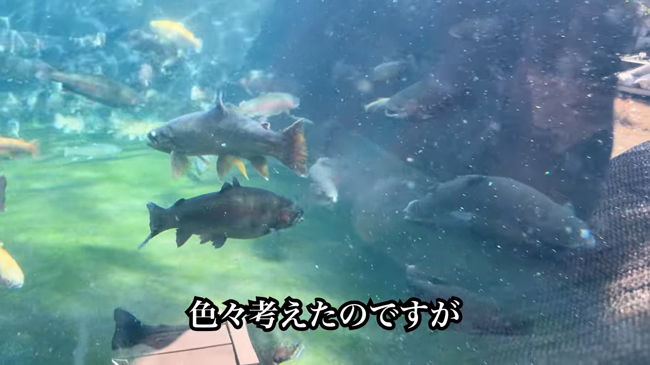 庭の池に70cm超え“怪物ニジマス”を放流の画像
