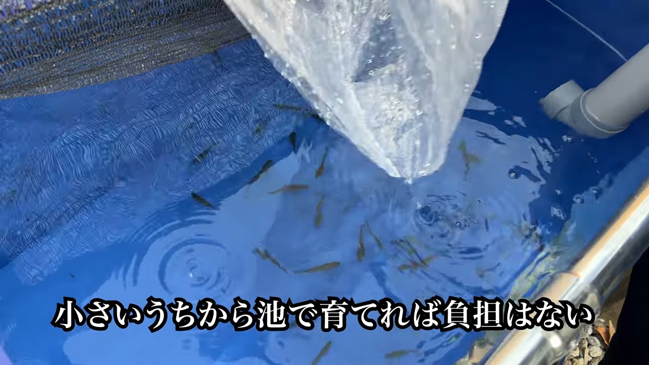 庭の池に70cm超え“怪物ニジマス”を放流の画像