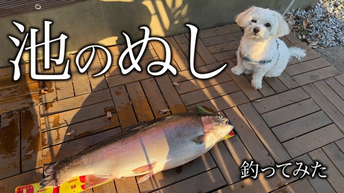 庭の池に70cmオーバーの“怪物ニジマス”を放流すると？　釣り＆ビオトープ好き必見の動画シリーズが誕生