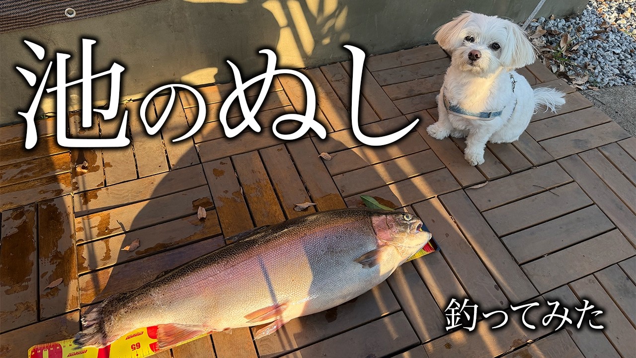 庭の池に70cm超え“怪物ニジマス”を放流の画像