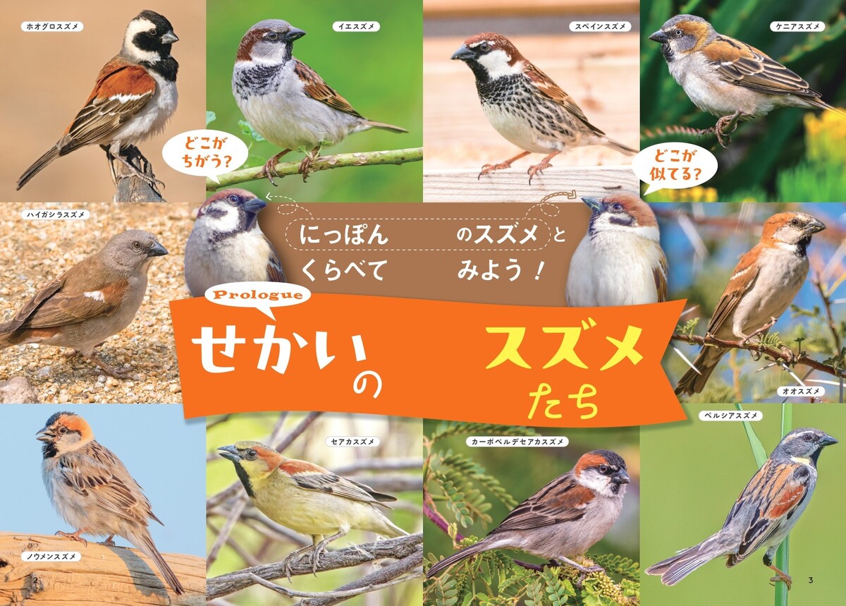 『せかいのスズメ』5月7日刊行　世界28種を紹介の画像