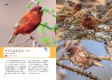 『せかいのスズメ』5月7日刊行　世界28種を紹介の画像