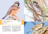 『せかいのスズメ』5月7日刊行　世界28種を紹介の画像