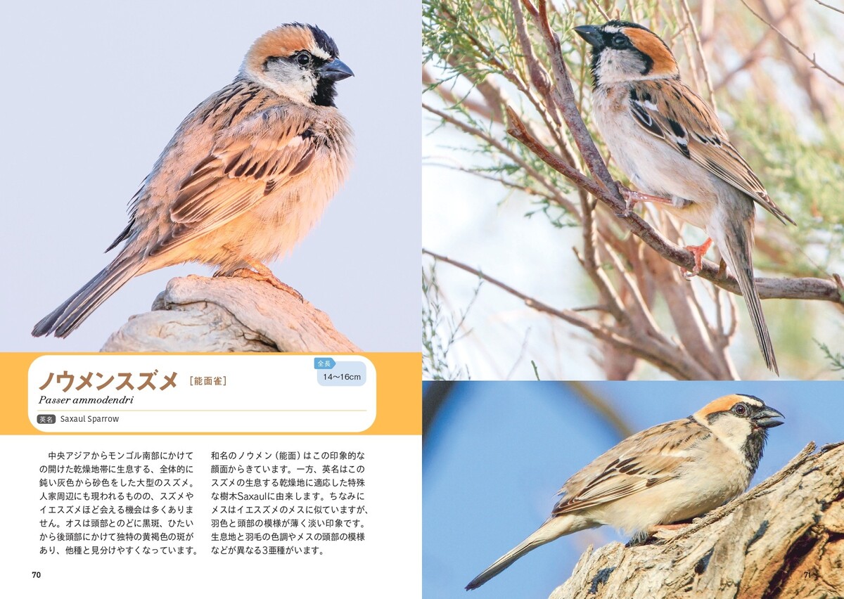 『せかいのスズメ』5月7日刊行　世界28種を紹介の画像