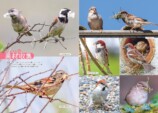 『せかいのスズメ』5月7日刊行　世界28種を紹介の画像