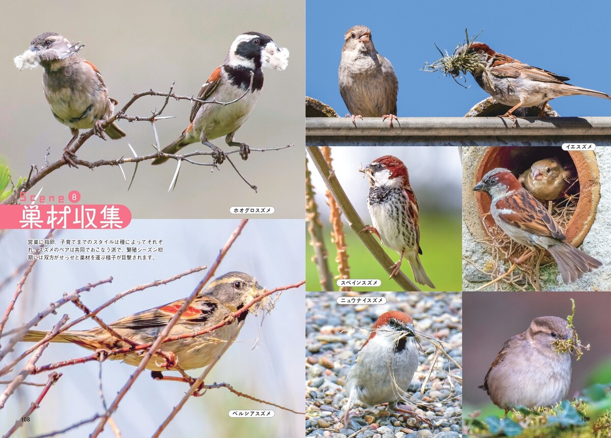 『せかいのスズメ』5月7日刊行　世界28種を紹介の画像