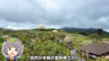 ぽんぽことピーナッツくんが訪れた『ジャングリア沖縄』
