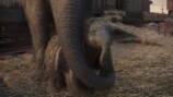 実写版『ダンボ』が残したほろ苦い記憶の画像