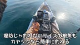 釣り系YouTuber、巨大すぎるナブラに遭遇の画像