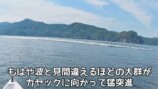 釣り系YouTuber、巨大すぎるナブラに遭遇の画像