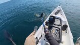 釣り系YouTuber、巨大すぎるナブラに遭遇の画像