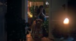 『GOOD BOY／グッド・ボーイ』予告編の画像