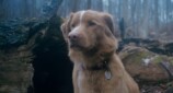 『GOOD BOY／グッド・ボーイ』予告編の画像