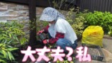 妻の松本伊代とガーデニングをするヒロミ