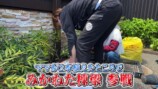 妻の松本伊代とガーデニングをするヒロミ