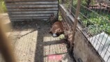 板野友美、家族で東武動物公園を満喫の画像