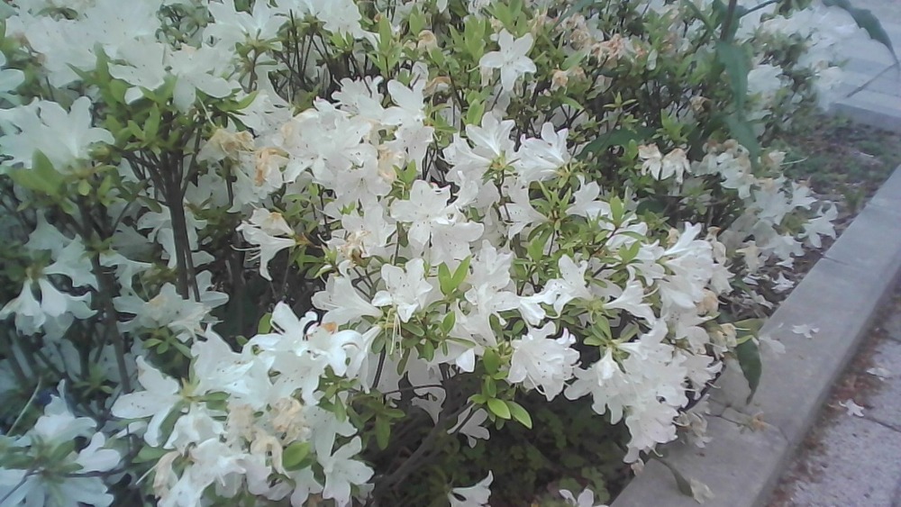 撮影例