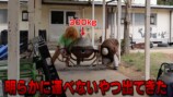 すしらーめん《りく》フォークリフトを購入の画像
