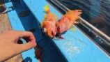 かねこが捌いたフサカサゴ