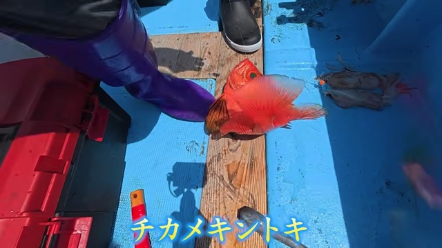 かねこが捌いたフサカサゴ